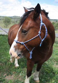 horsemanship halter