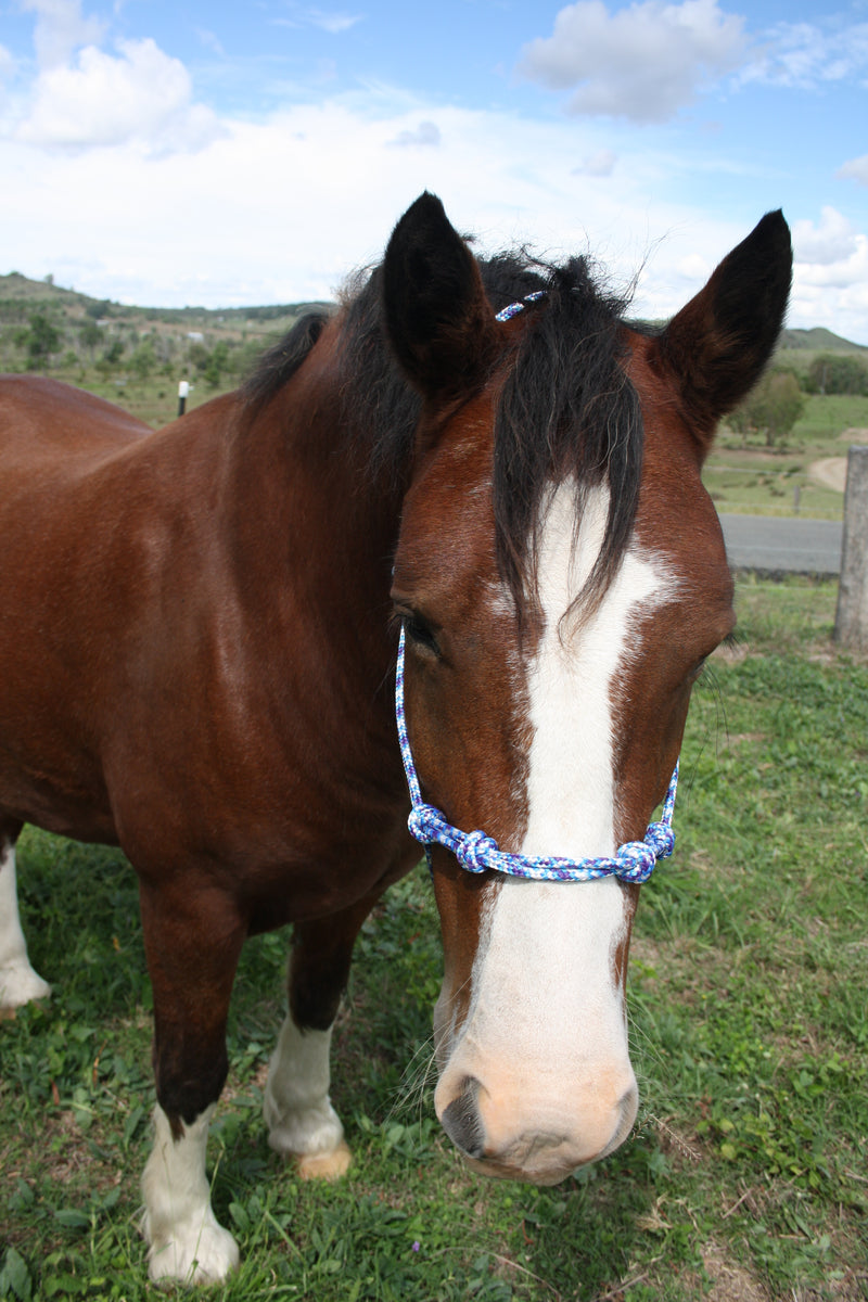 training halter