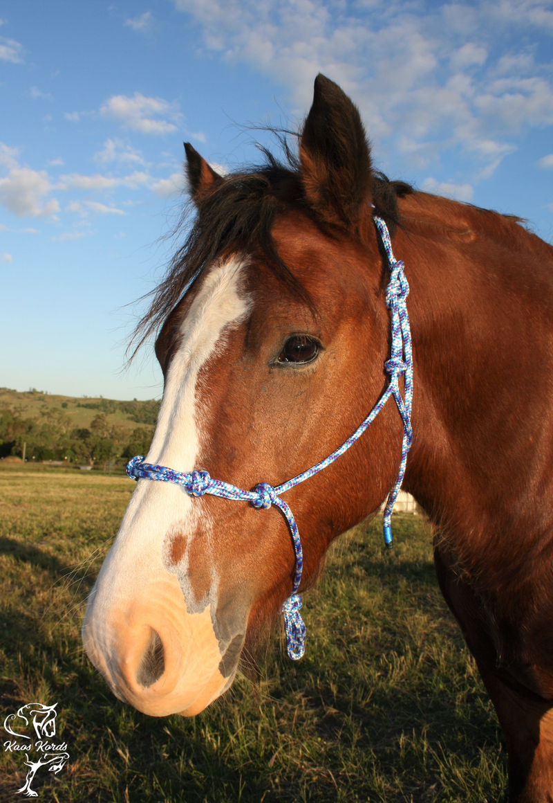 Rope halter 4 knots