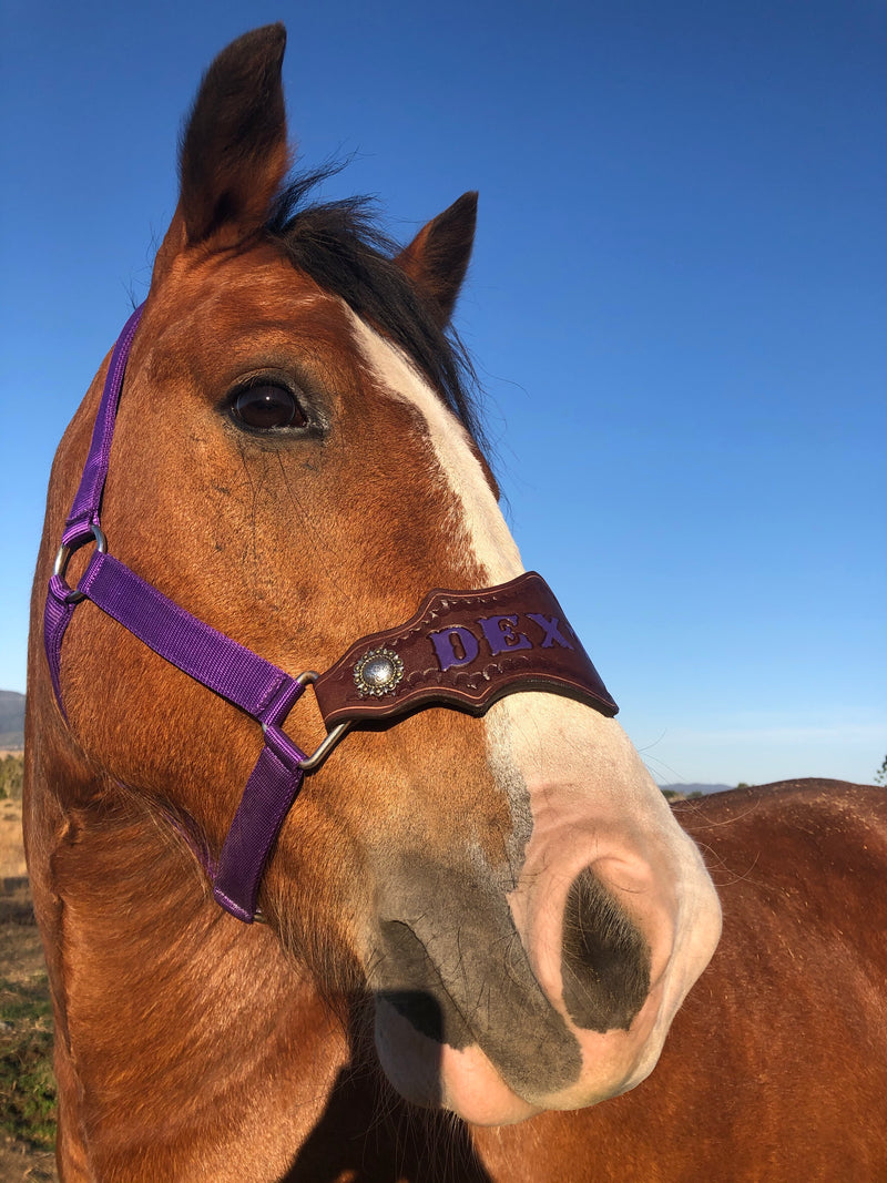 leather halter with name