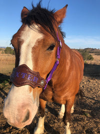 horse name halter australia