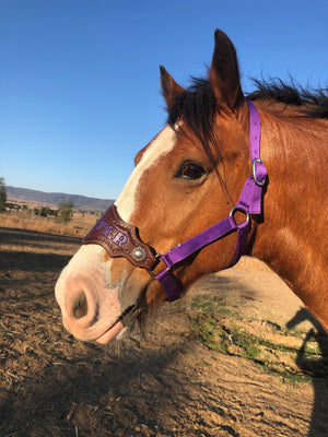 custom halter with horse name