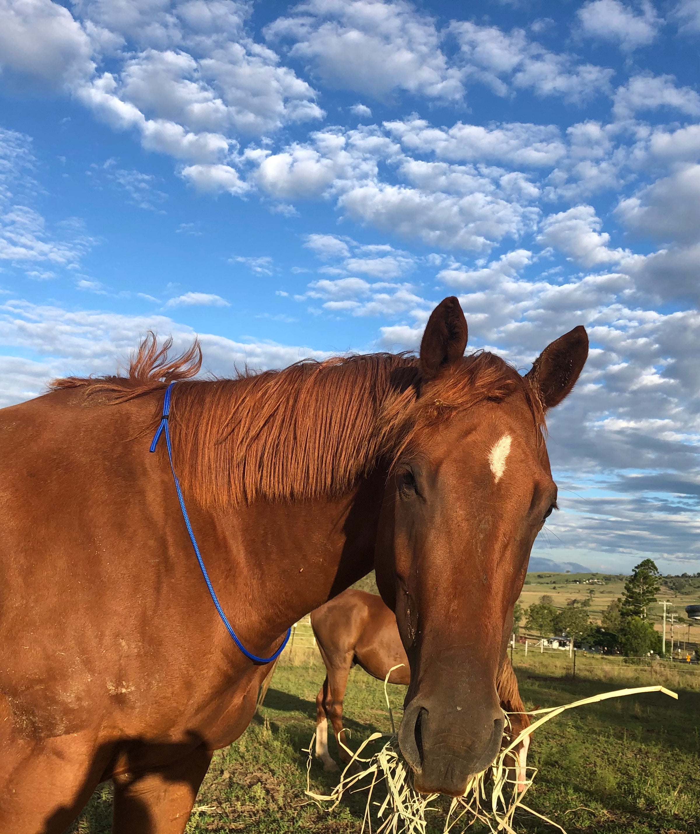 1/4 Inch Horse Neck Rope / Cordeo – Natural Equine Connection